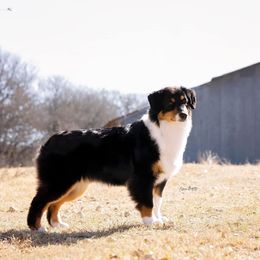 Sara - Australian Shepherd