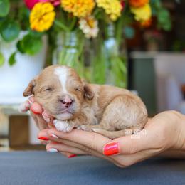 Marco - Red male Cavapoo puppy in Salado, Texas from Red Ranch Dogs