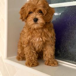 Trained Boy 3250 free USdelivery - Red  male Goldendoodle puppy in Mayfield, Utah from Ruff Country Doodles