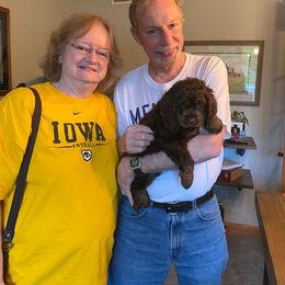 Cockapoo Puppies from Maple’s Cockapoo Puppies