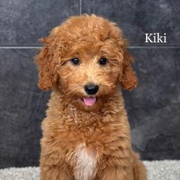 Kiki - Apricot female Goldendoodle puppy in Milford, Indiana from Railway Acres Kennel