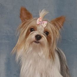 Abbie - Yorkshire Terrier