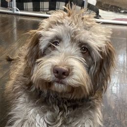 Lucy - Australian Cobberdog