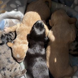 Dachshunds from Western Slope Weenies