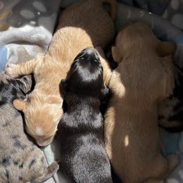 Dachshunds from Western Slope Weenies
