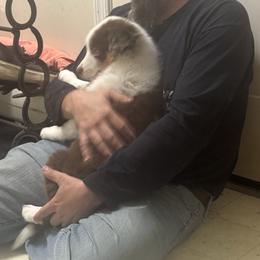 Boy 3 - Red merle male Australian Shepherd puppy in Middletown, Delaware from Everline Aussies