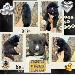 Vesuvius - Black and white male Siberian Husky puppy in Florence, Kentucky from Moonlight Howl Huskies