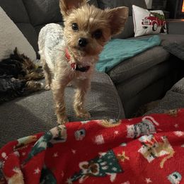 Bailee - Yorkshire Terrier
