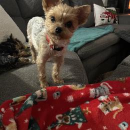 Bailee - Yorkshire Terrier