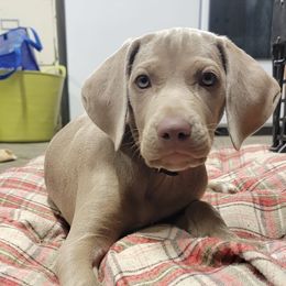 Weimaraners from Broken J Weimaraners