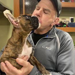 Boxer Puppies from Fineview Boxers