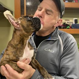 Boxer Puppies from Fineview Boxers