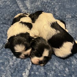 Shih Tzu Puppies from Small Breed Kennel