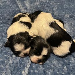 Shih Tzu Puppies from Small Breed Kennel