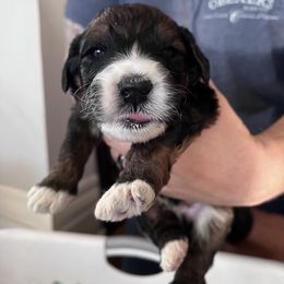 Saint Berdoodle Puppies from Darling St Berdoodles