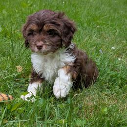 Moe - Tri-color male Cavapoo puppy in Coshocton, Ohio from Forever Family Puppies