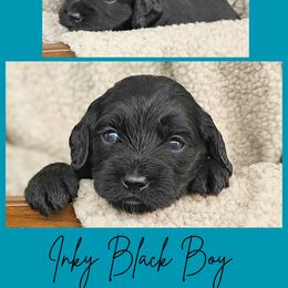 Solid Black Male - Black male Cockapoo puppy in Stayton, Oregon from MoSa Ranch Cockapoos