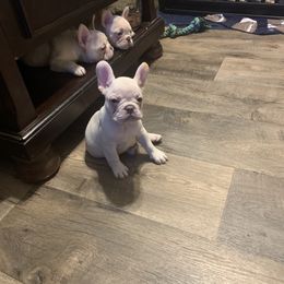French Bulldog Puppies from De Lux Frenchies