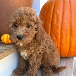 Greta - Apricot female Cavapoo puppy in Bozrah, Connecticut from Cedar Creek Farms