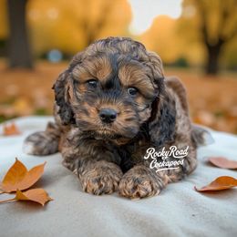 Bronx - Sable male Cockapoo puppy in Nashville, Arkansas from Rocky Road Puppies