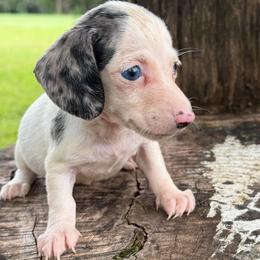 Theodore - Piebald male Dachshund puppy in Industry, Illinois from KDKs Kennels