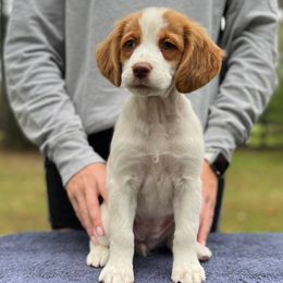 Purple Girl - Orange and white female Brittany puppy in Milner, Georgia from Hi-Hope Kennel