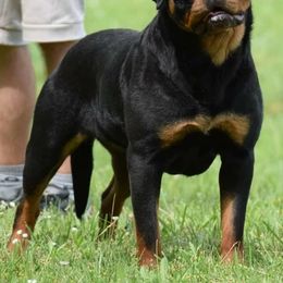 "Merlin " Rottweiler All Grown Up from Vom Haus Jonas Rottweilers
