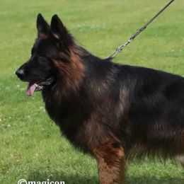 KING BEAR - German Shepherd