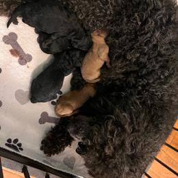 Arlo - Black male Cavapoo puppy in Fairmont, West Virginia from Robin Nelson