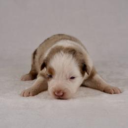 Marshmellow - Red merle female Australian Shepherd puppy in Glenville, Pennsylvania from Rolling Hills Australian Shepherds