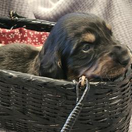 Sassy - Black and tan female Dachshund puppy in Shallotte, North Carolina from Happy Acres  Miniature Dachshunds