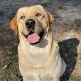 Soli - Labrador Retriever