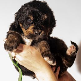 Bernedoodle Puppies from Bernedoodles & Doodles of the Ozarks