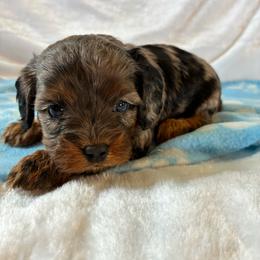 Eggs - Merle female Cavapoo puppy in Adrian, Oregon from ApplebyFarm