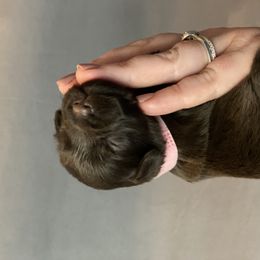 Miniature Schnauzer Puppies from Southern Magnolia Schnauzers