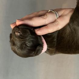 Miniature Schnauzer Puppies from Southern Magnolia Schnauzers