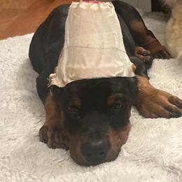 Clementine - Black and rust female Doberman Pinscher puppy in Bruce Township, Michigan from Eminent Dobermans