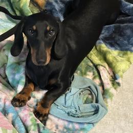 Dachshund All Grown Up from Dreamin Dachshunds