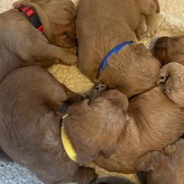 Goldendoodles from Homestead Breeding Co.