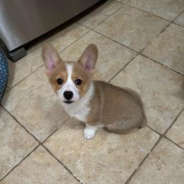Bailey - Sable female Pembroke Welsh Corgi puppy in Morristown, Tennessee from Robertson Corgi’s