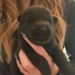Purple collar - Black female German Shepherd puppy in Canterbury, Connecticut from Nachtwaechter German Shepherds, LLC