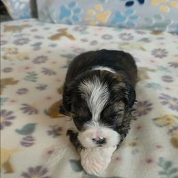 Flower - Black gold and silver female Shihpoo puppy in Wakeman, Ohio from Gemstone Puppies
