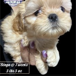 Burrito - Silver gold and white male Shih Tzu puppy in Sacramento, California from NANA’S  QUALITY SHIH TZU'S
