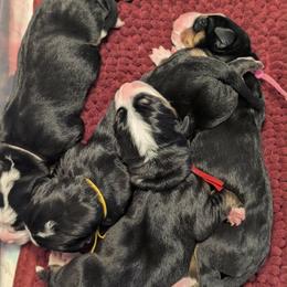 Yellow Male - Black, white and red male Greater Swiss Mountain Dog puppy in Hockessin, Delaware from Simply Swissies