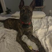 Vietnamese Phu Quoc Ridgeback Puppies from TSUNAMI  PHU QUOC VIETNAMESE PUPPY DOG