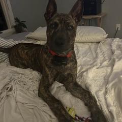 Vietnamese Phu Quoc Ridgeback Puppies from TSUNAMI  PHU QUOC VIETNAMESE PUPPY DOG