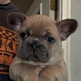 Girl 1 - female French Bulldog puppy in Claycomo, Missouri from Clay Acres Frenchies