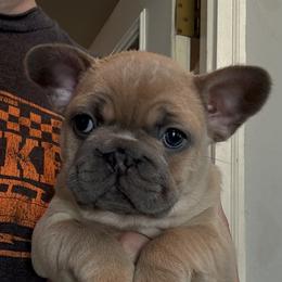 Girl 1 - female French Bulldog puppy in Claycomo, Missouri from Clay Acres Frenchies