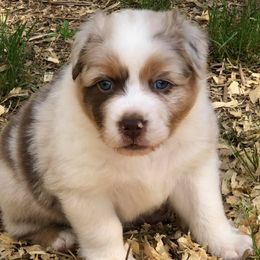 Australian Shepherds from Howell Aussies
