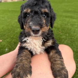Apollo - Black male Bernedoodle puppy in Castle Rock, Colorado from South Denver Bernedoodles
